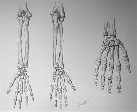 Learn the anatomy and forms. Bones of the Body - Video Lesson in Drawing Academy Course ...