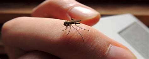 The Science Behind Mosquito Magnet Pleass Global Limited
