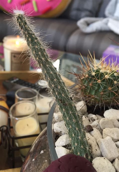 Unknown Skinny Fuzzy Cactus Acq Mid 2016 Cactus And Succulents