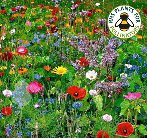 Livemoor Wild Flower Meadow Seeds Help Save The Uk Bee Population