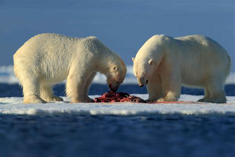 Svalbard Polar Bear Paper Falsely Assumes That Loss Of Genetic