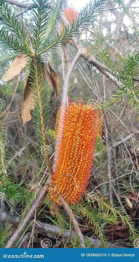 Coastal Banksia Ericifolia Flower In Bloom Stock Image Image Of