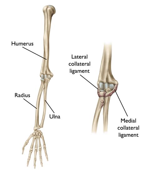 Chronic Elbow Instability Recurrent Dislocation Orthoinfo Aaos