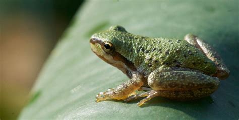 Pictures Of Amphibians Bilscreen