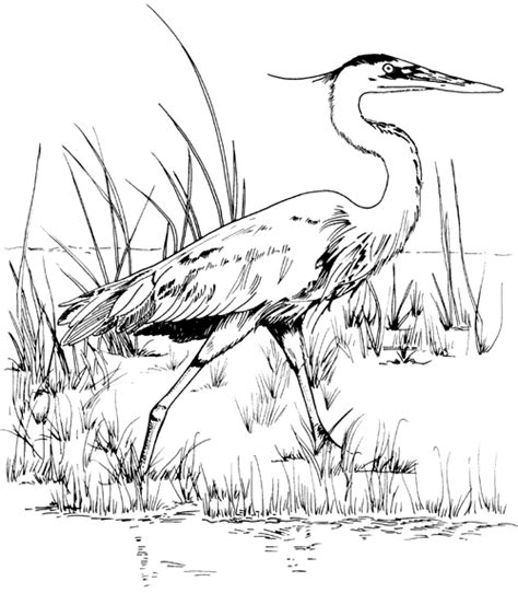 Download Great Blue Heron Coloring For Free Designlooter 2020 👨‍🎨