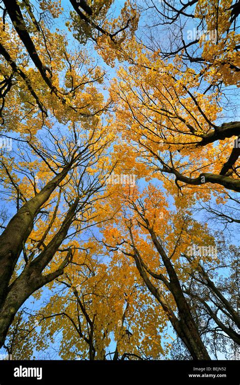 Norway Maple Tree Acer Platanoides In Autumn Colours Stock Photo Alamy