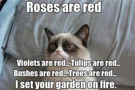 Grumpy Cat Poem Funny Memes