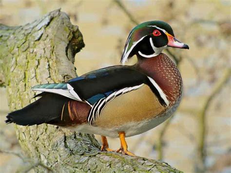 Wood Duck Profile Traits Habitat Facts Diet Breeding