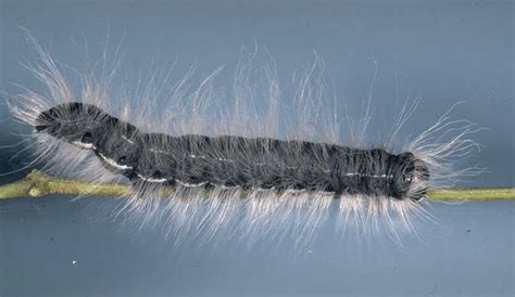 Black Caterpillars An Identification Guide To Common Species