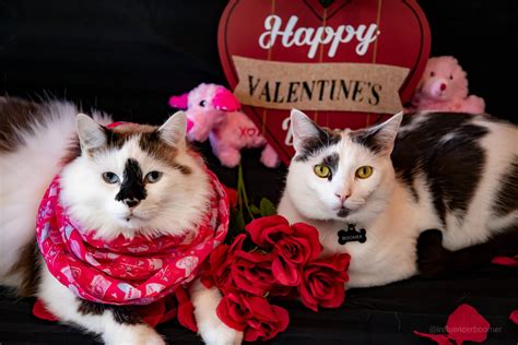 Happy Valentines Day From My Cat And His Best Buddy Pics