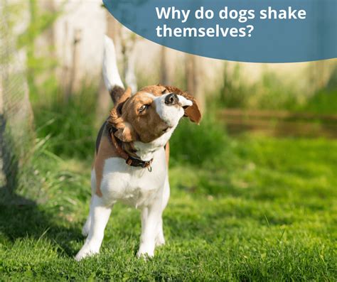 What Does It Mean When Your Dog Is Shaking A Lot