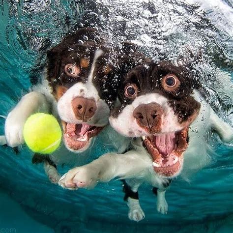 20 Funniest Underwater Photos Of Dogs Designbump