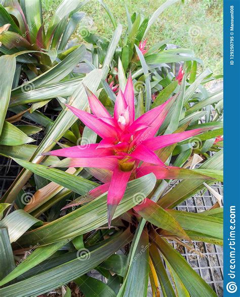 Pink Bromeliad Flower In Garden Stock Image Image Of Bloom Botanical