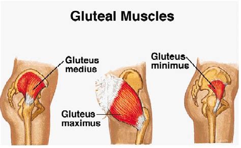 Gluteus maximus (yellow), gluteus medius (blue) and gluteus minimus (red) are the main muscles that contribute to the shape of the buttocks. Got Your Gluteal Muscle Pulled? Know the Signs ...