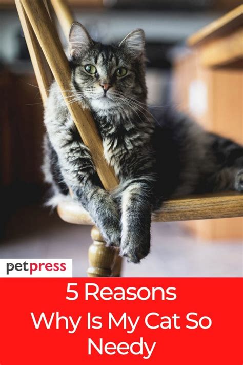 Understanding Cats 5 Reasons Why Is My Cat So Needy