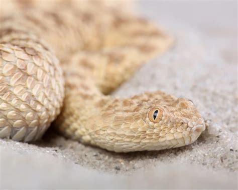 Sahara Sand Viper Facts Diet Habitat And Pictures On Animaliabio