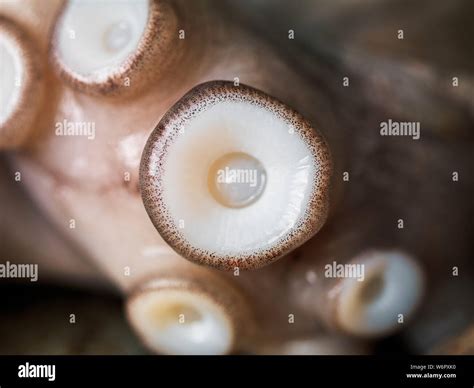 Suction Cup High Resolution Stock Photography And Images Alamy