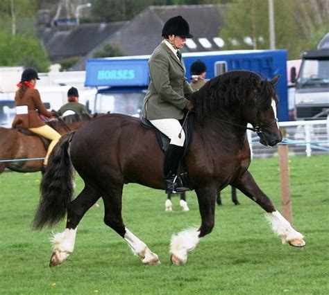 Pin By Kristine On Horse Breeds Welsh Cob Hackney Horse Horse