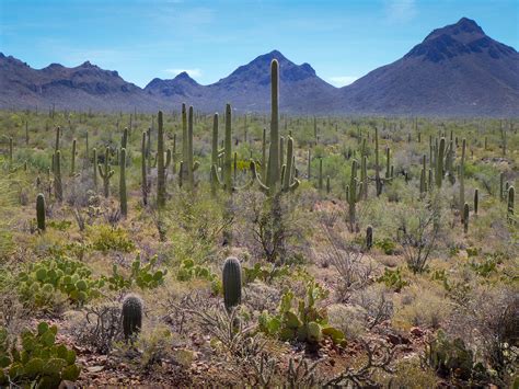 Cactus Habitat Sonoran Desert · Environmental Art Show Virtual