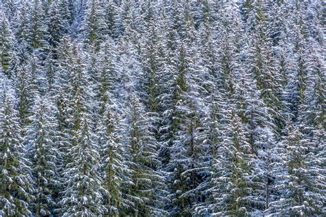 Forest In Winter Free Stock Photo Public Domain Pictures