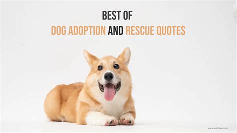 Best Of Dog Adoption Quotes And Rescue Dog Quotes 2024
