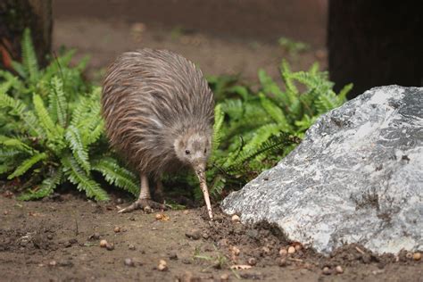 What Are Flightless Birds Worldatlas