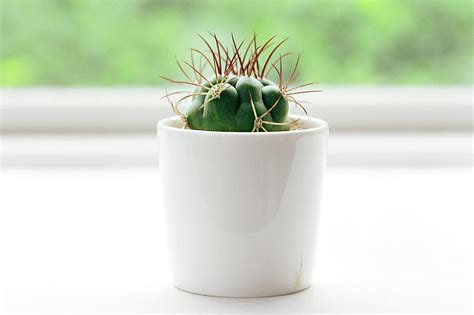How To Grow And Care For Indoor Cactus Plants