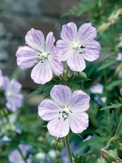 True violets are annual, perennial, or even small shrubs with white, yellow, lavender, or purple flowers. 10 Types of Perennial Wildflowers | Fragrant garden ...