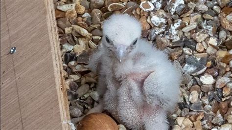 Peregrine Falcons Breed Chicks Nesting At St Albans Cathedral Wat News Hertfordshire London Uk