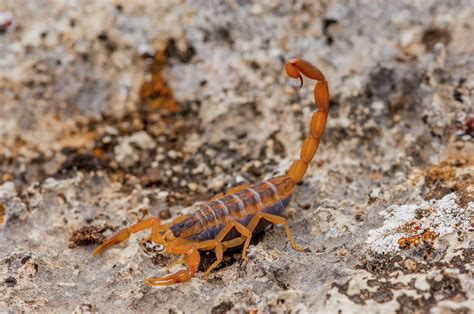 How To Treat Scorpion Stings Avoid These Arachnids And More