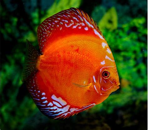 Red Marlboro Discus Fish For Sale At