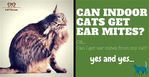 If cats stop playing as they get older, i would be on the hunt for new toys or objects that would appeal to them and allow them individual interactive play so they. How Do Cats Get Ear Mites (Recognize & Treat Your Indoor ...