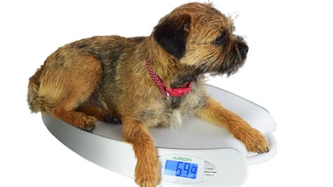 The Best Scales For Pets To Monitor Weight And Progress Petsradar