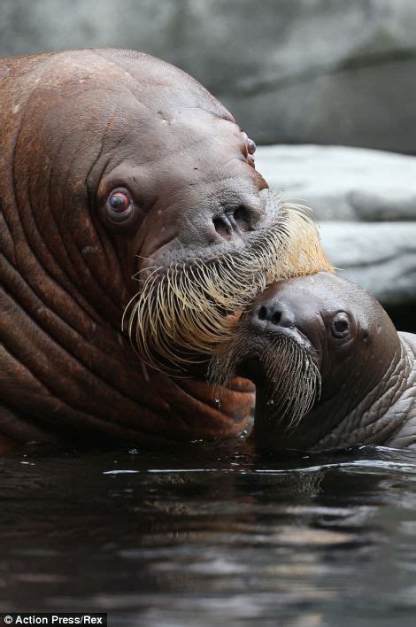 Proud Walrus Mother Shows Off Her Son German Zoo Animals Wild Baby