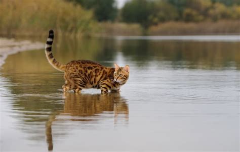 Can Bengal Cats Swim Things To Consider Faqcats Com