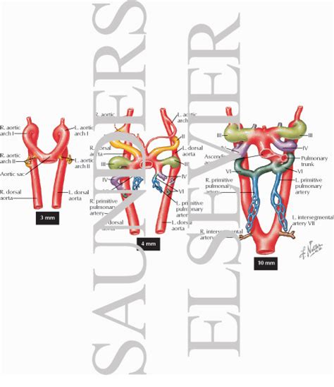 Create a flow chart showing the major systemic veins through which blood travels from the feet to the right atrium of the heart veins (in blue) are the blood vessels that return blood to the heart. Development of the Major Blood Vessels