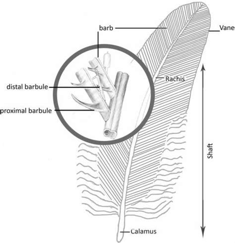Feather Structure Download Scientific Diagram