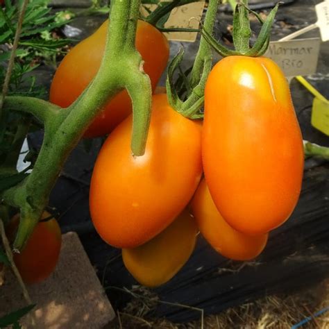 Plant Tomates Orange Banana 100 Bio Plantzone