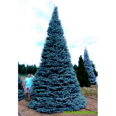 Blue Spruce Seeds Picea Pungens Glauca Blue Price €195