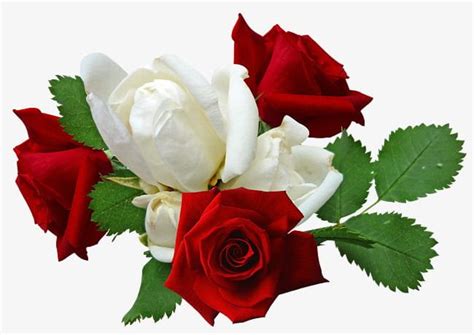 Red Roses And White Roses Png Clipart Flowers Green Green Leaves