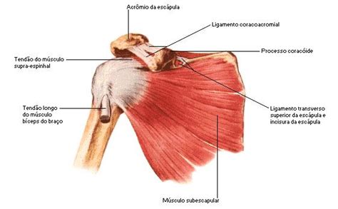 Aula De Anatomia Ombro Anatomia Ombro Músculos Do Braço Músculos