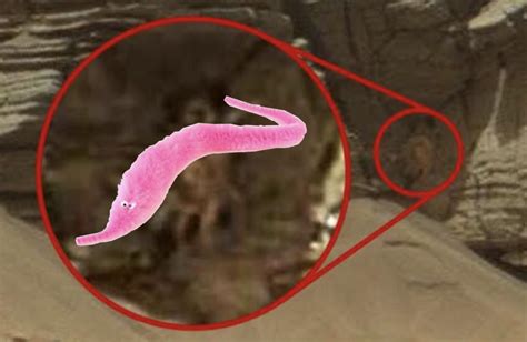 R Wormwormonastring Omg There Is A Worm Colony On Mars What Do We Do R Wormonastring