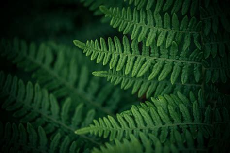 500 Fern Pictures Hd Download Free Images On Unsplash
