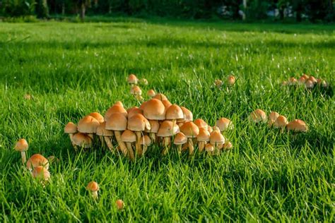 Are Lawn Mushrooms Edible Progardentips