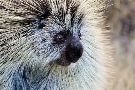 The North American Porcupine Has A Few Tricks Up Its Quills