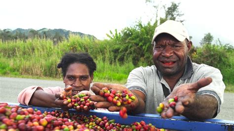 Papua New Guineas Coffee Industry Say Berry Borer Beetle Could Have Devastating Impact Abc News