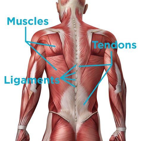 In short, if you're a mesomorph, you have a natural. Ligaments vs. Muscles vs. Tendons in Your Back - All three ...