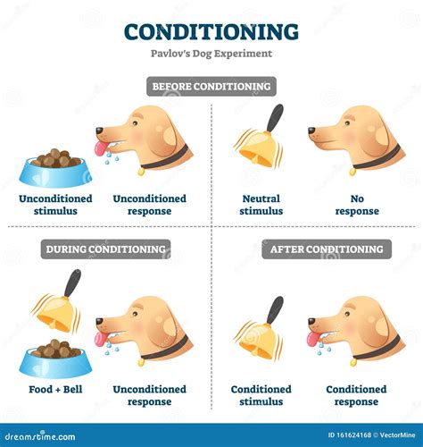 Conditioning Vector Illustration Labeled Pavlovian Respondent Learn