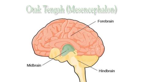 Pengertian Otak Besar Cerebrum Fungsi Struktur Dan Ba Vrogue Co