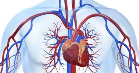 Daya tahan kardiovaskular dapat dibina dengan melakukan latihan tertentu seperti senamrobik, skiping, serta berlari dengan pantas. Sistem Kardiovaskular - Bahaya Rokok - Zaman Perunggu